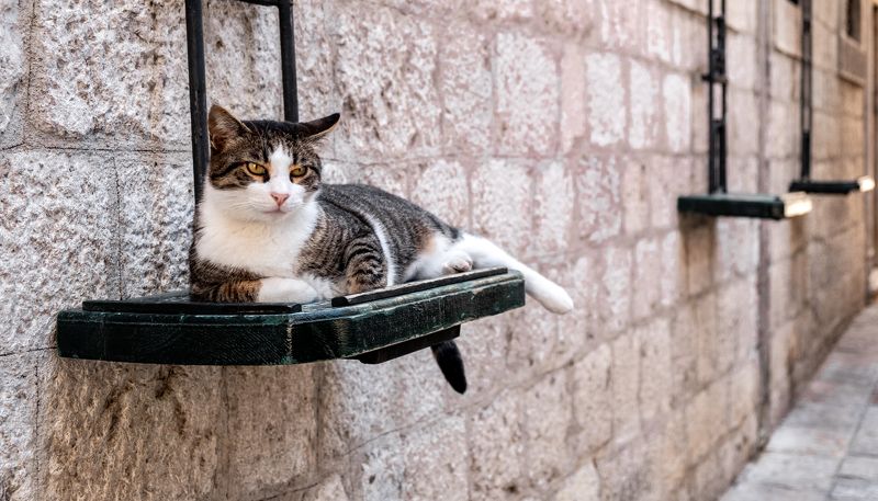 Которские коты фото превью