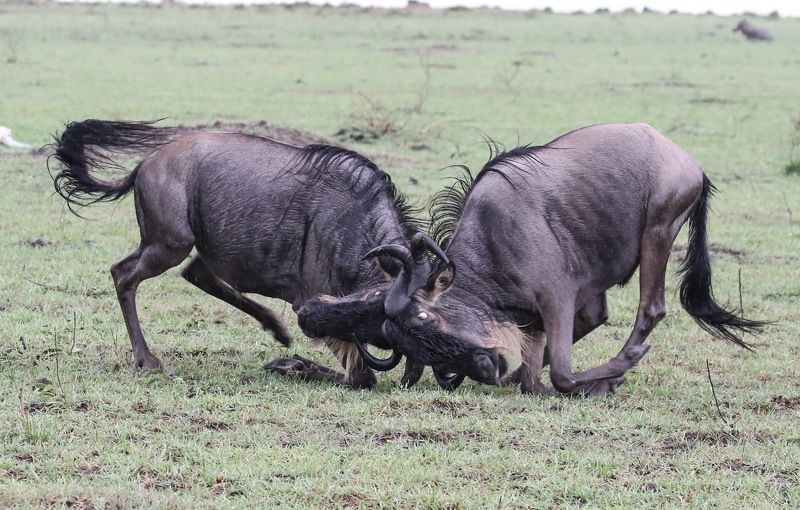 Fight  фото превью