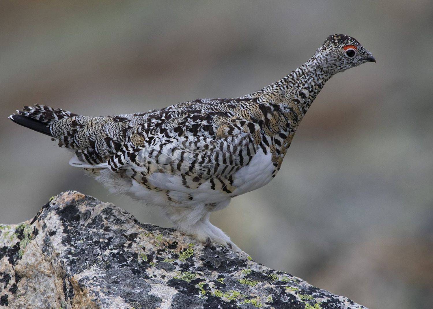 Куропатка Птица, Денис Жбир