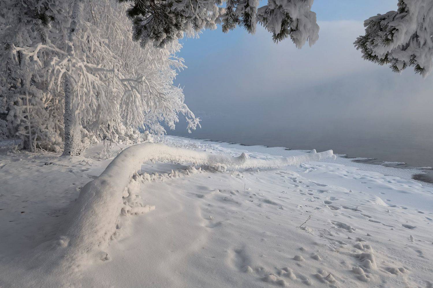 сибирь, морозы, береза, иней, Марина Фомина