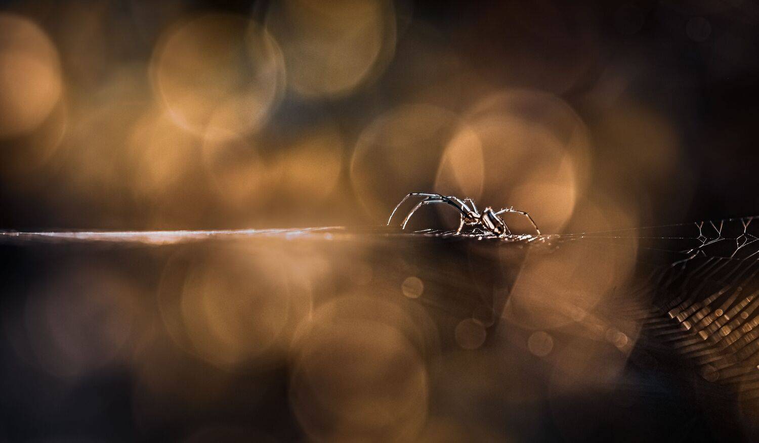 spider, web, rain, sunset, dusk, sunrise, dawn, insect, beetle, bug, bugs, leaf, grass, macro, spring, love,, Atul Saluja