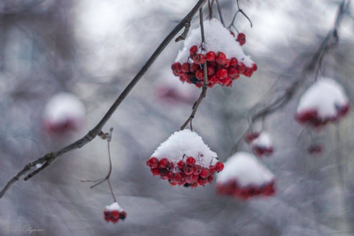 , Орлов Олег