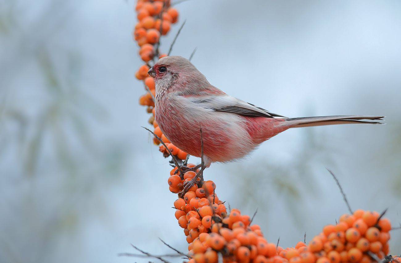 урагус,длиннохвостый снегирь,самец,облепиха, Иван