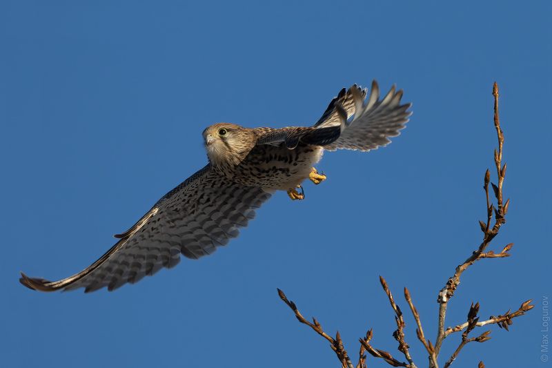 Сокол пустельга в полёте фото превью