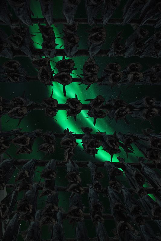 +++ cod +++ фото превью