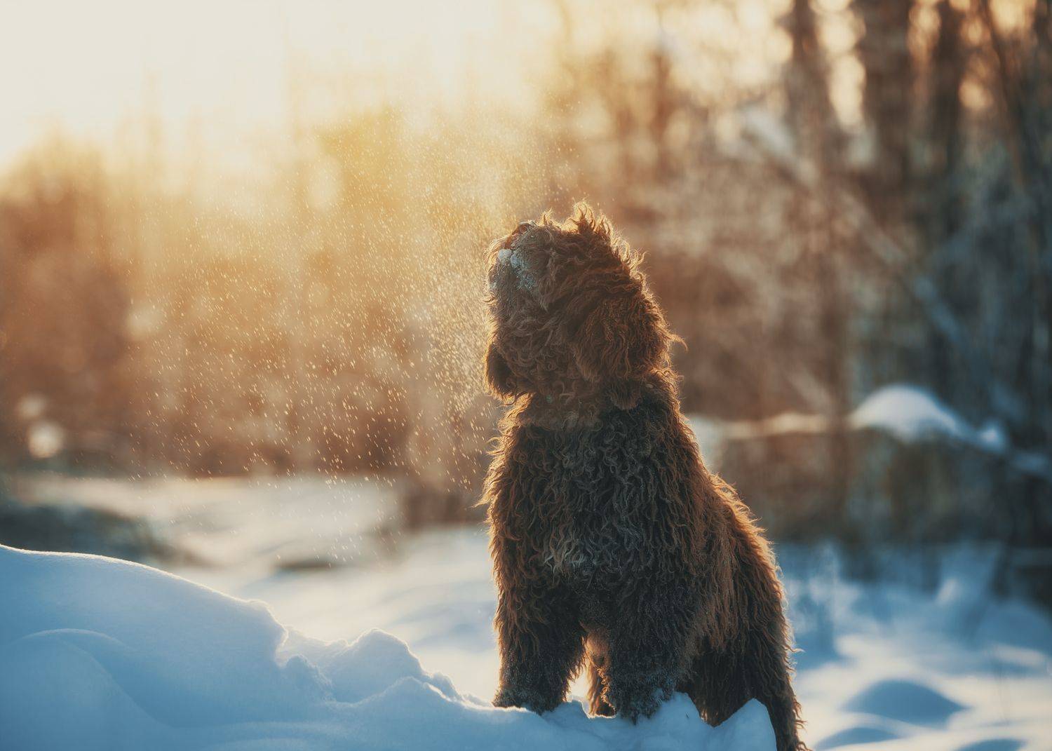 , Наталия Поникарова