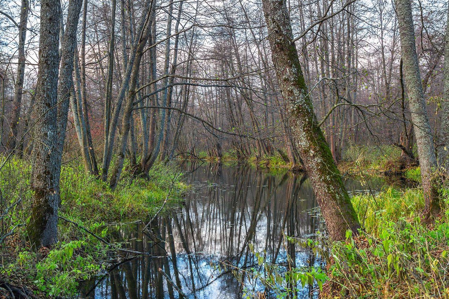 осень, лес, вода, река, Востриков Руслан