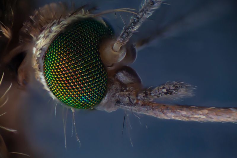 Mosquito фото превью