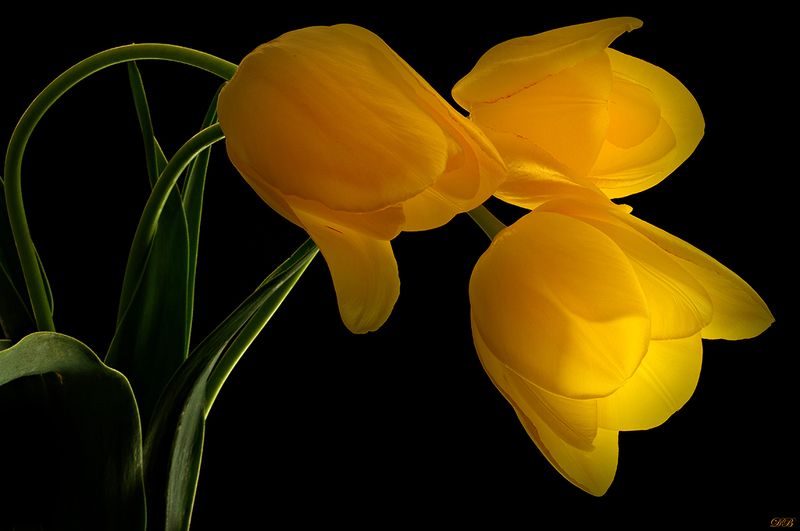 art, art image, close-up, color, colors, color image, flower, flowers, green, light, macro, nature, photography, trilogy, tulip, tulips, yellow, Trilogy of Light фото превью
