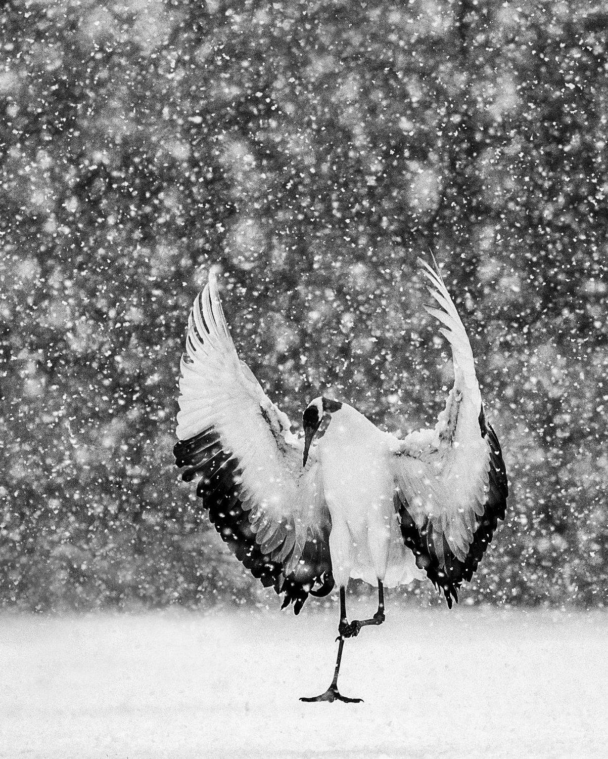 , Гудков Андрей