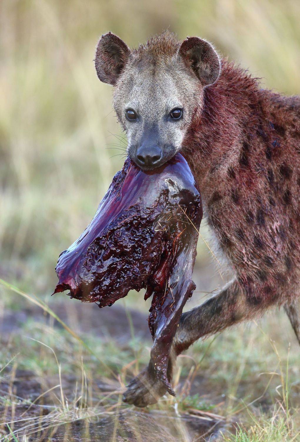 , Гудков Андрей