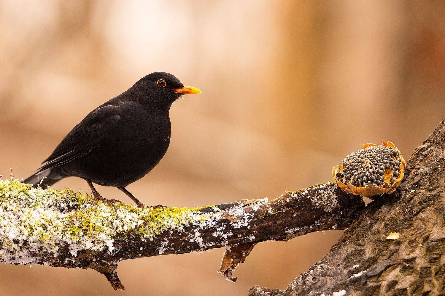 Blackbird. Автор: Robert Adamec , Robert Adamec