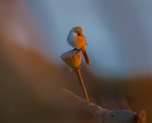 Красавица самка усатой синицы