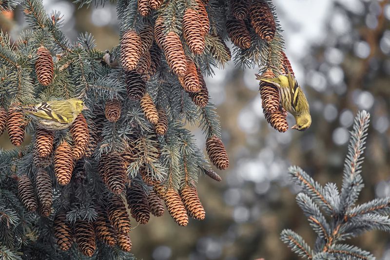 птица, чиж, зима, чижи.. фото превью