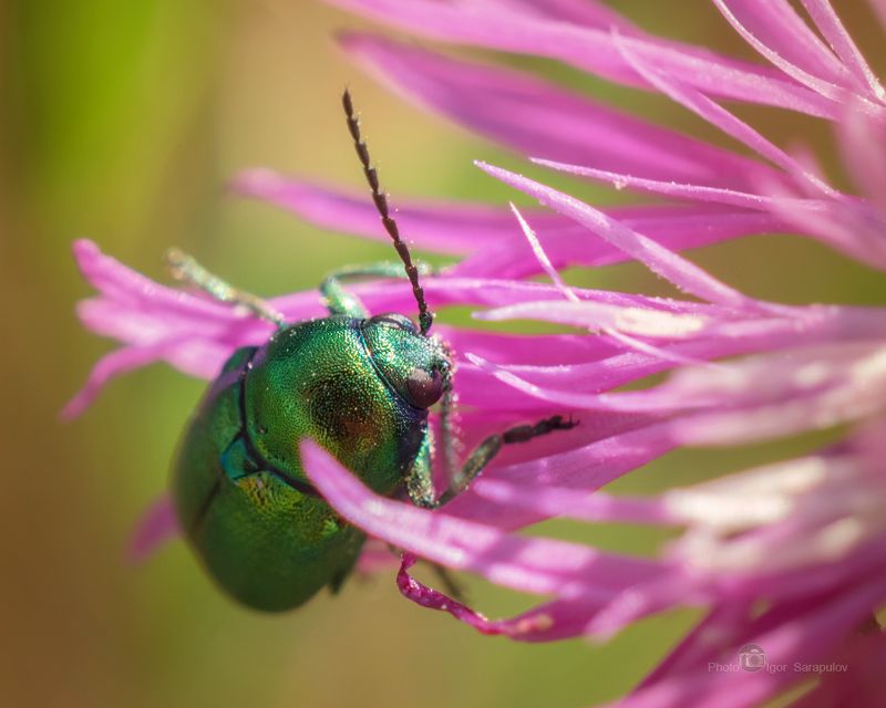 Макро на кончиках цветочных лепестков фото превью