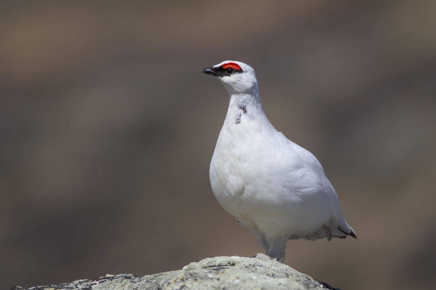 , Денис Жбир