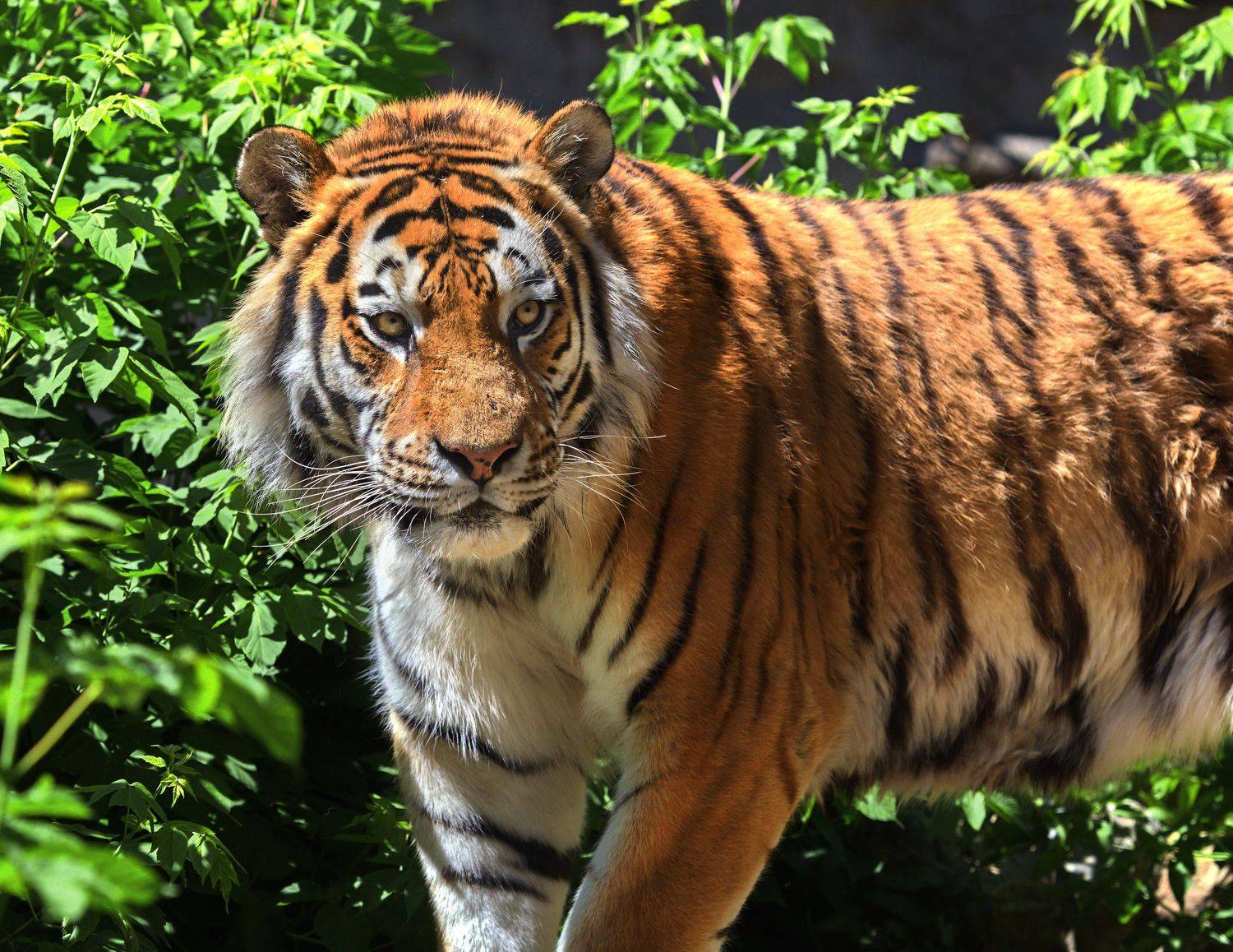 амурский тигр, тигры, кошки, Олег Богданов