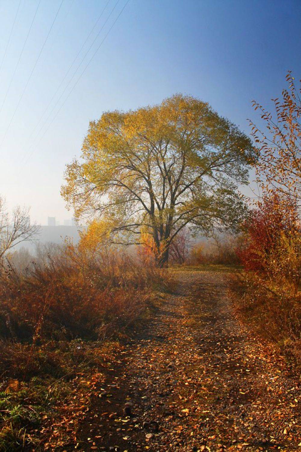 осень, октябрь, Курочкина Диана