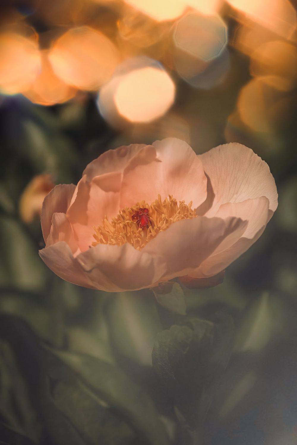 макро, macro, цветы, flowers, пион, peony, лето, summer, Julia Kaissa