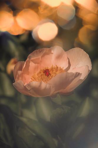 Peony