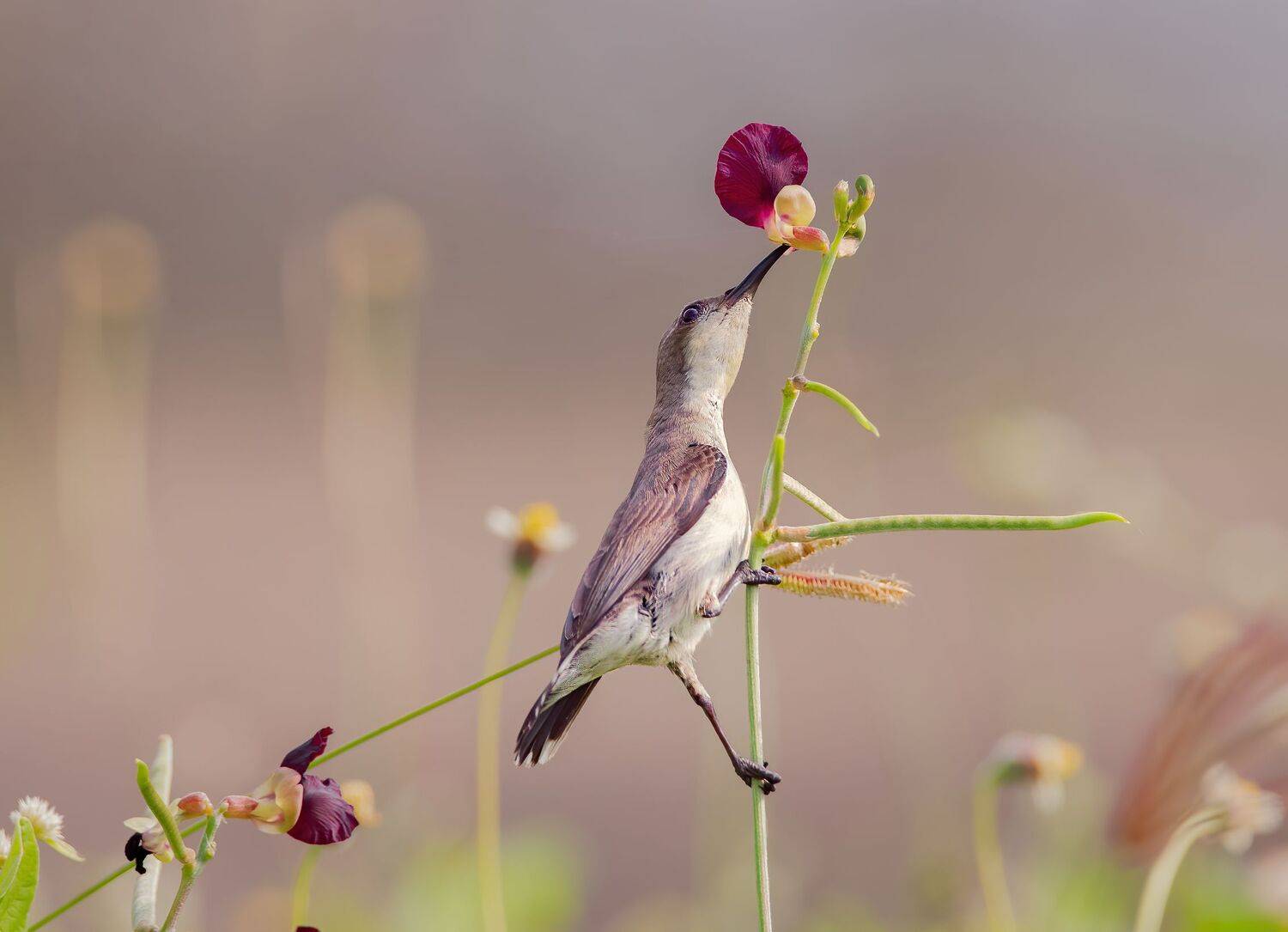 sunbird, bird, birds, wild, wings, beauty, nature, swan, feather, spread, little sparrow,animal,animals,nikon,tailorbird,portrait,eyes, G N RAJA