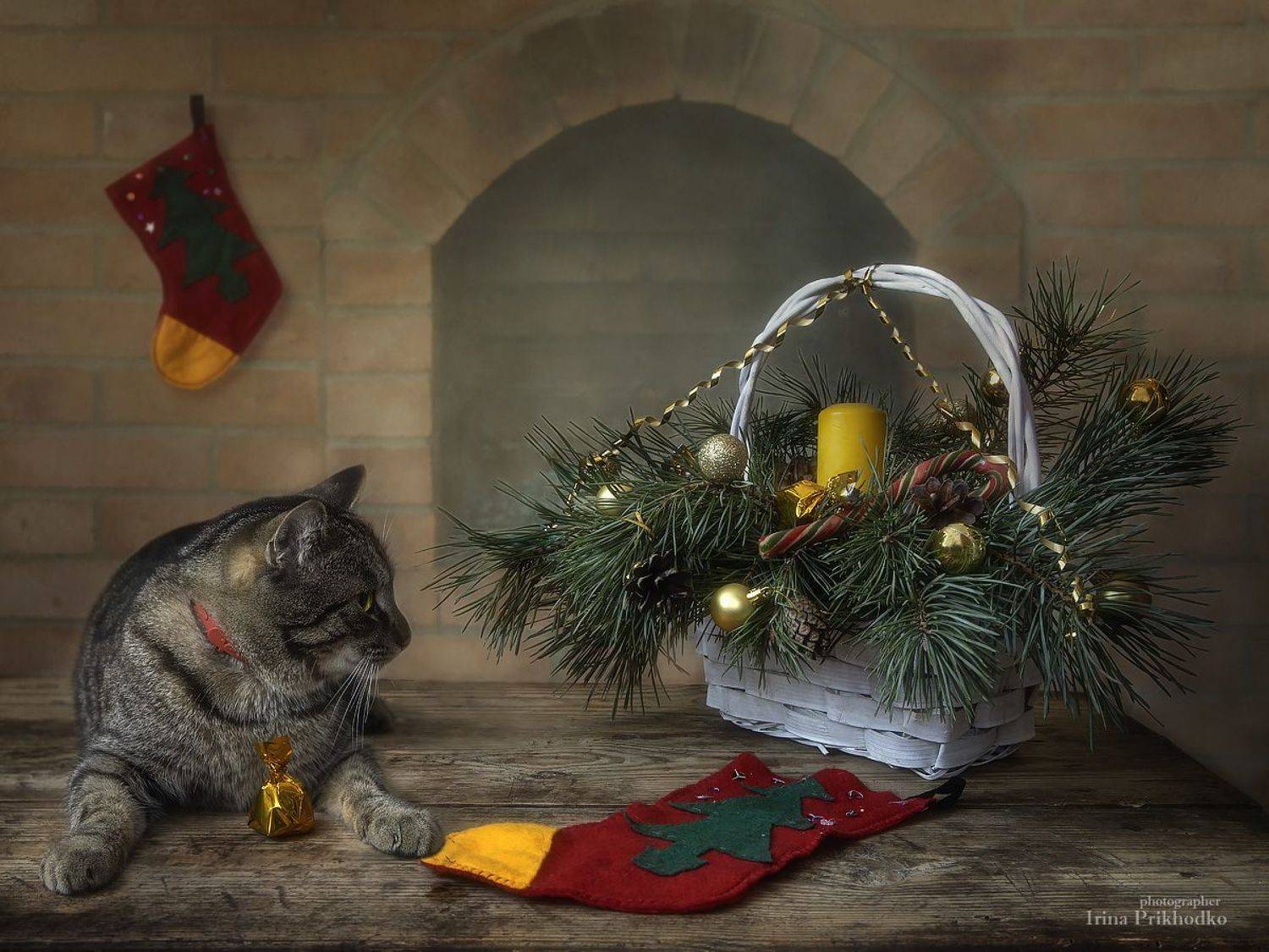 новый год, рождество, домашние животные, новогодняя композиция, Ирина Приходько
