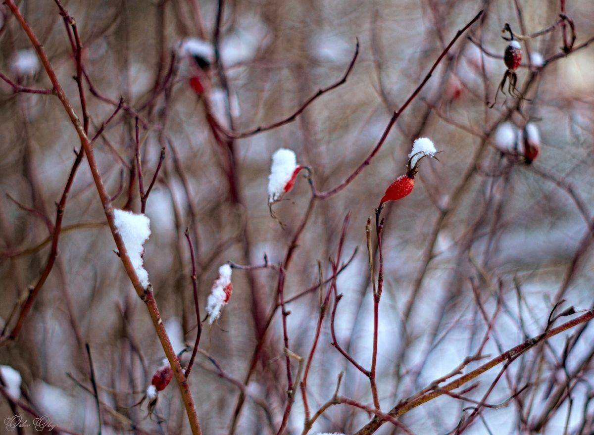 , Орлов Олег