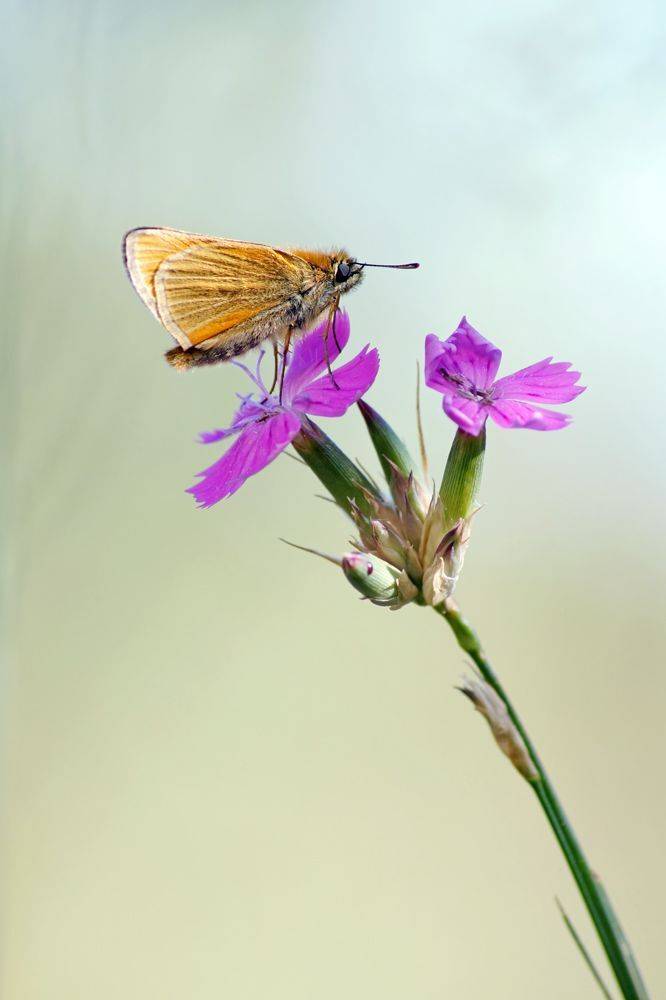 , Чепленко Алексей