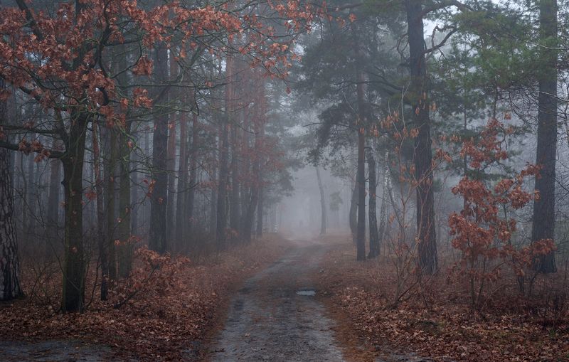 лес осень ноябрь туман холод Сыро и зябко бродить средь тумана фото превью