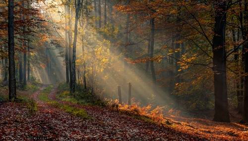 Autumn is a festival of the forest.