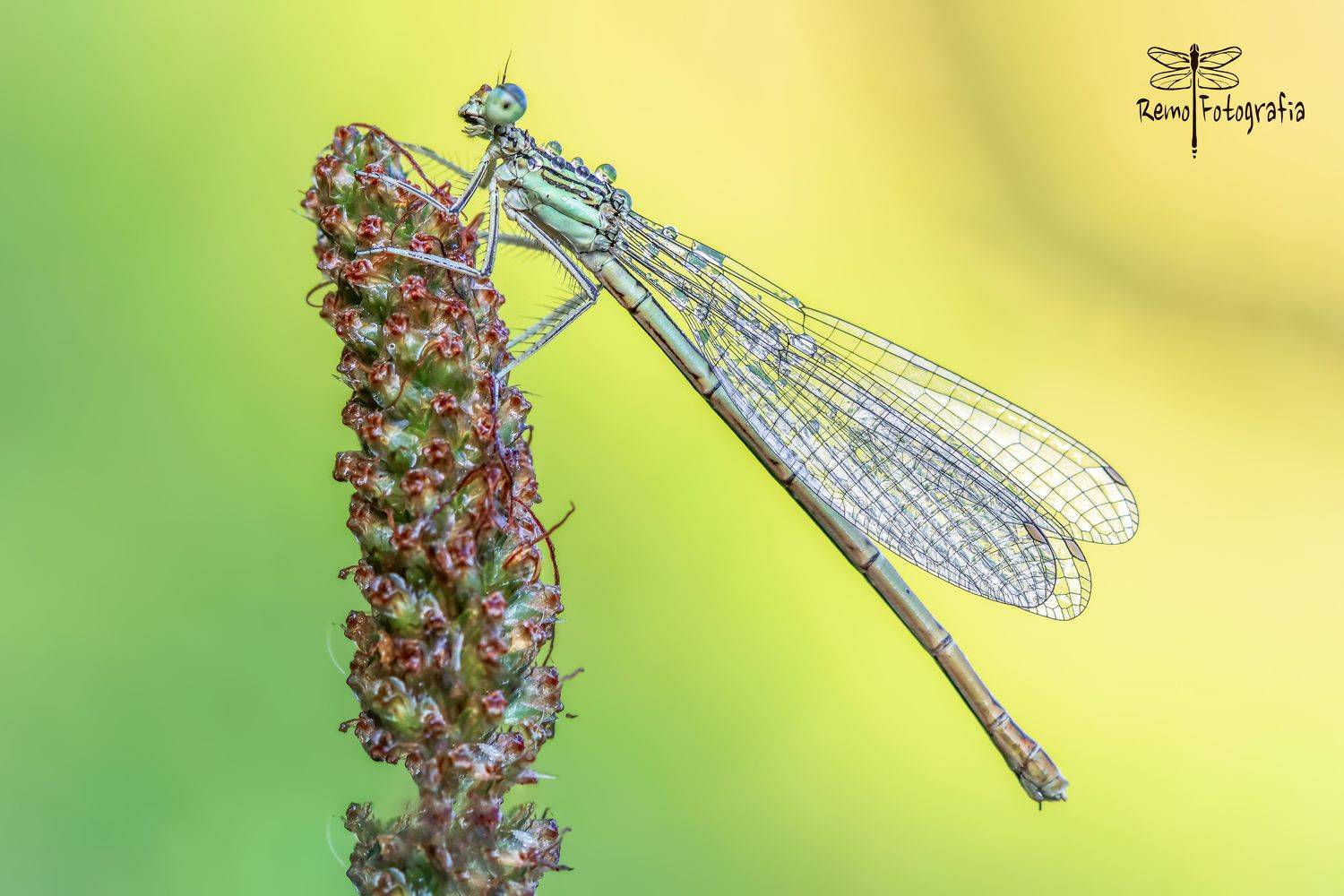 , Nowakowski Remigiusz