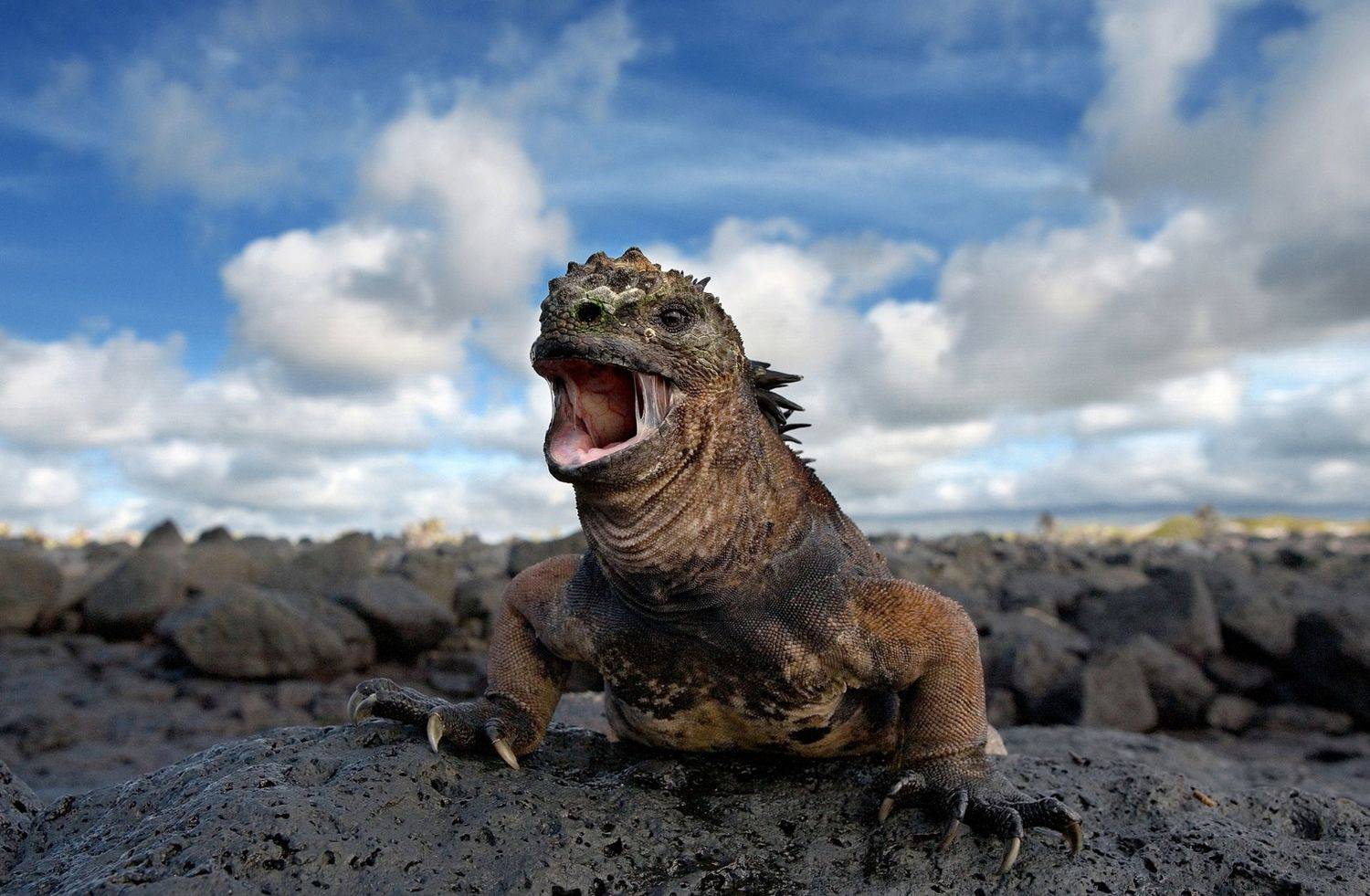 , Гудков Андрей