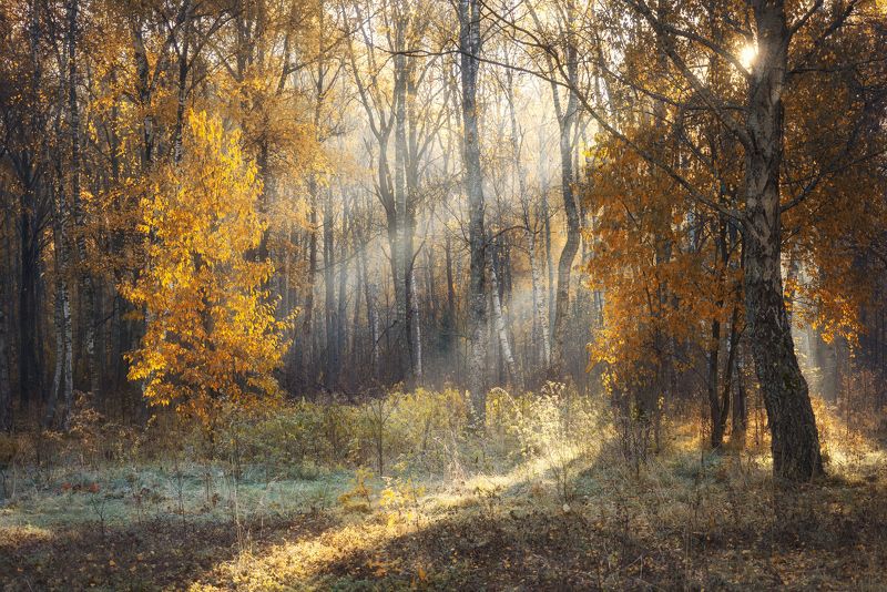 Утреннее солнце осени фото превью