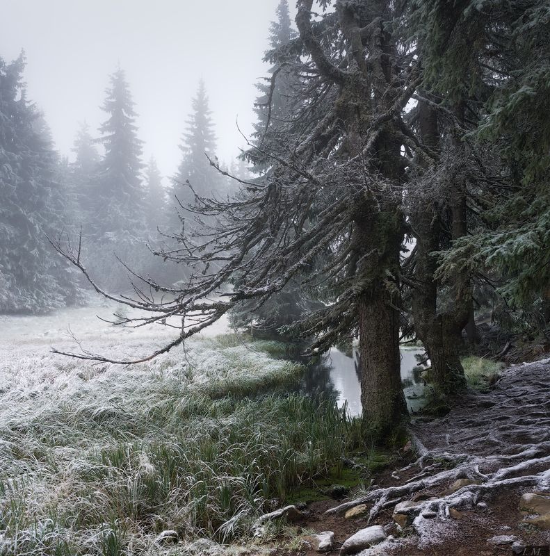 прогулки в морозном тумане .. фото превью