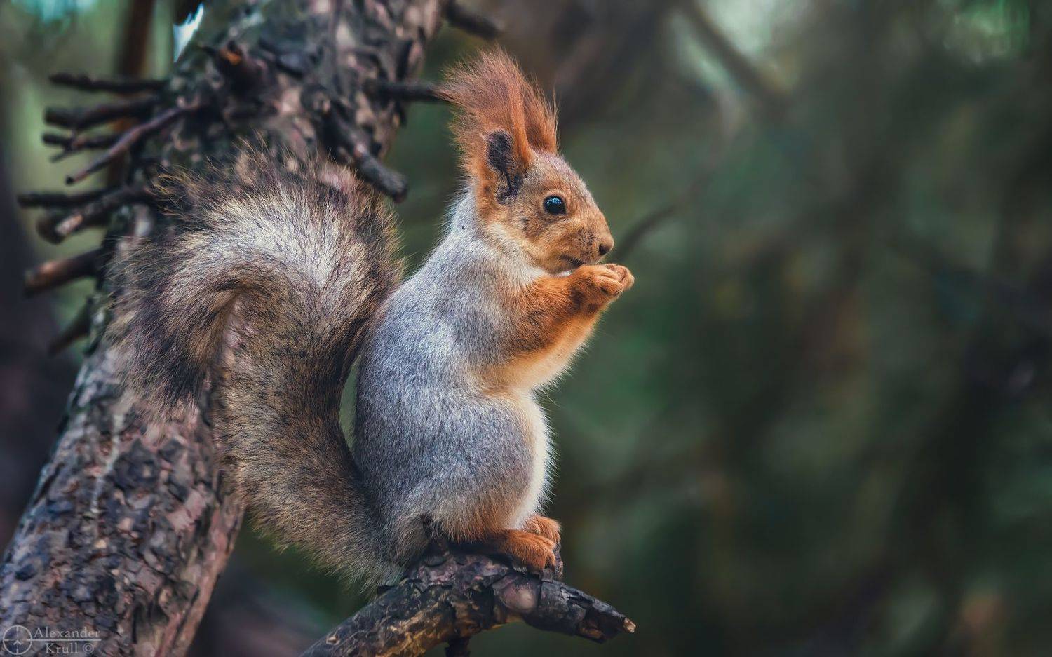, Александр Круль