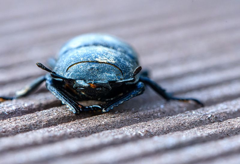Face of Dorcus parallelipipedus, the lesser stag beetle фото превью