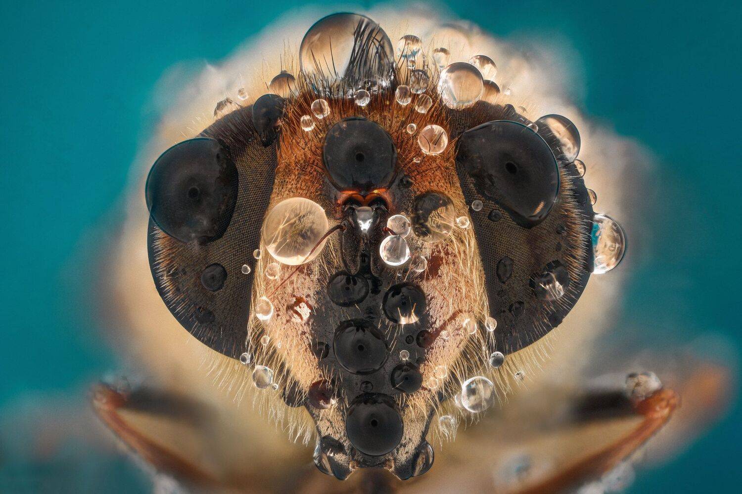 ceclii, macro, d7200, lomo 3.7, Tsvetan Ganev