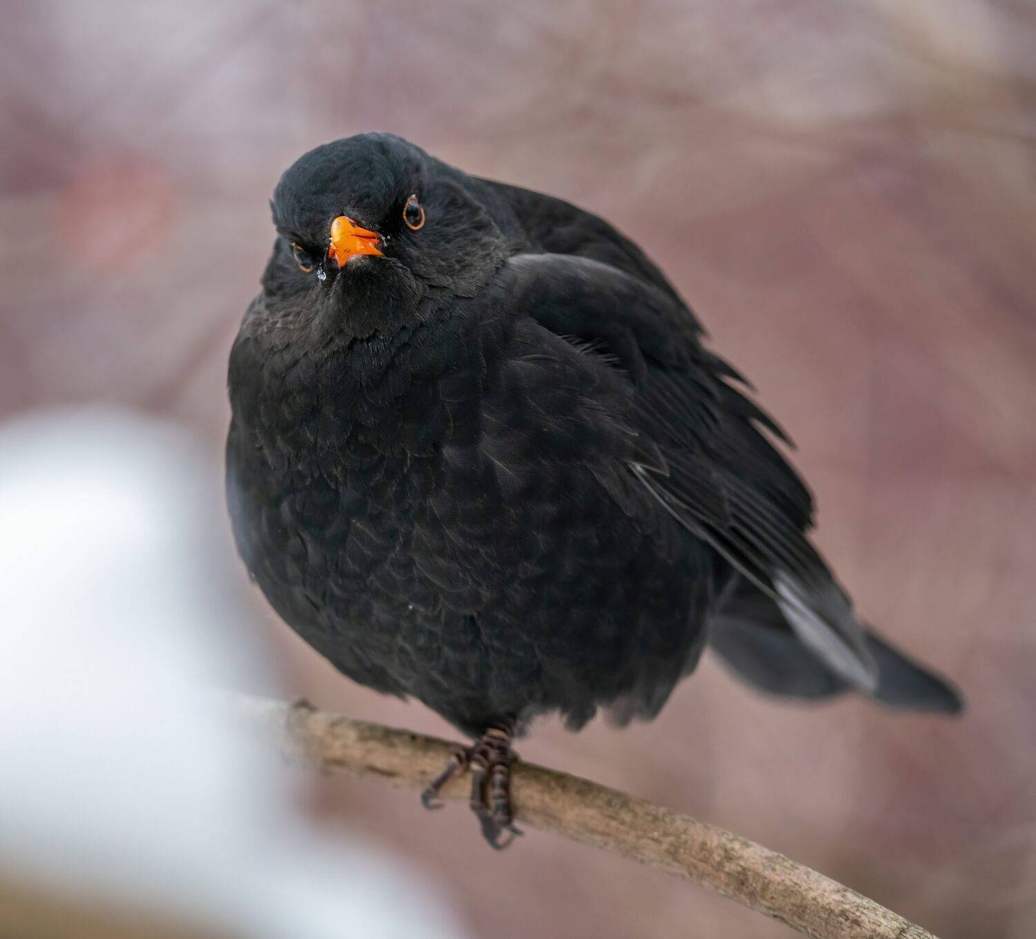 , Константин Дэм