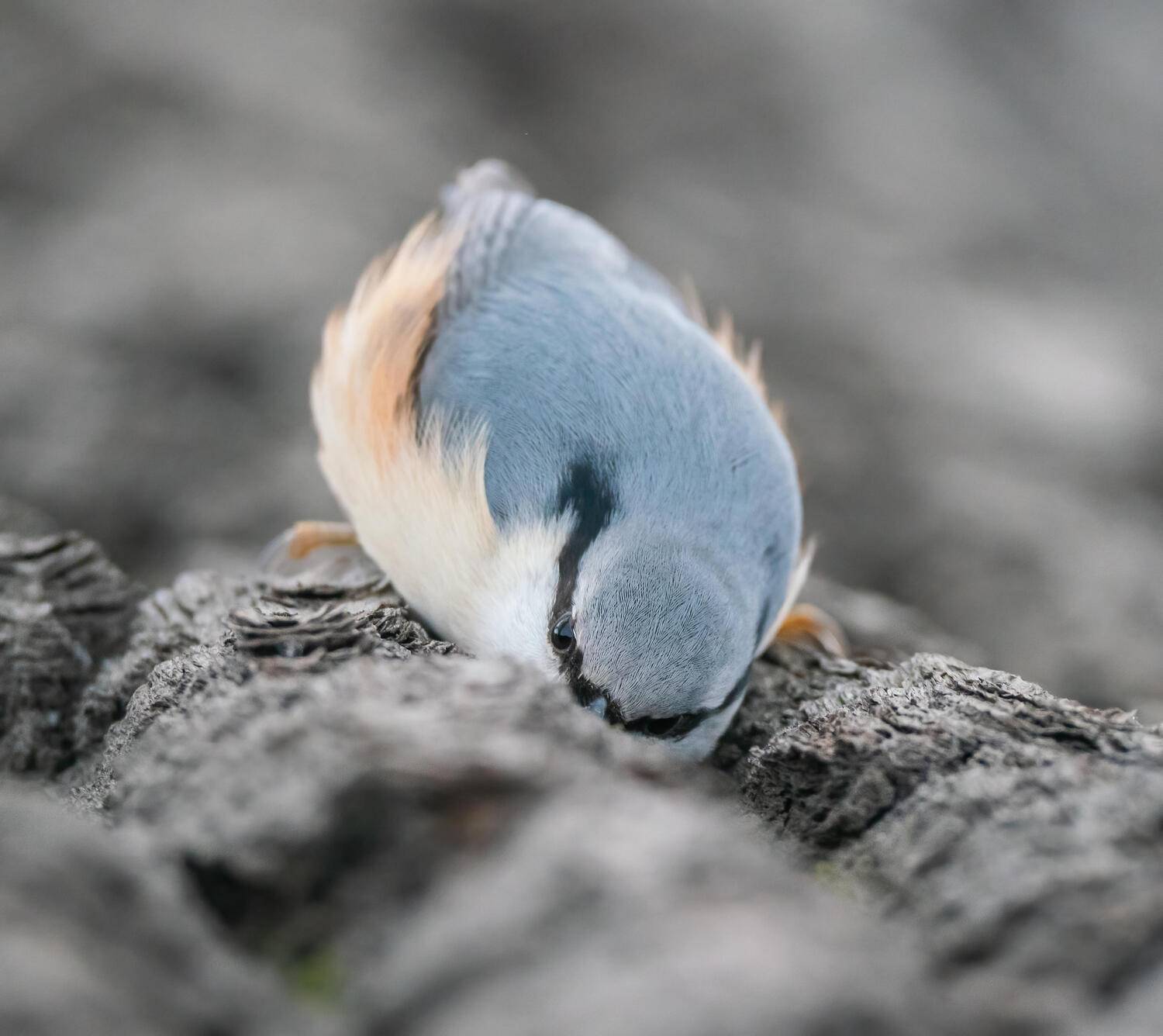 , Константин Дэм