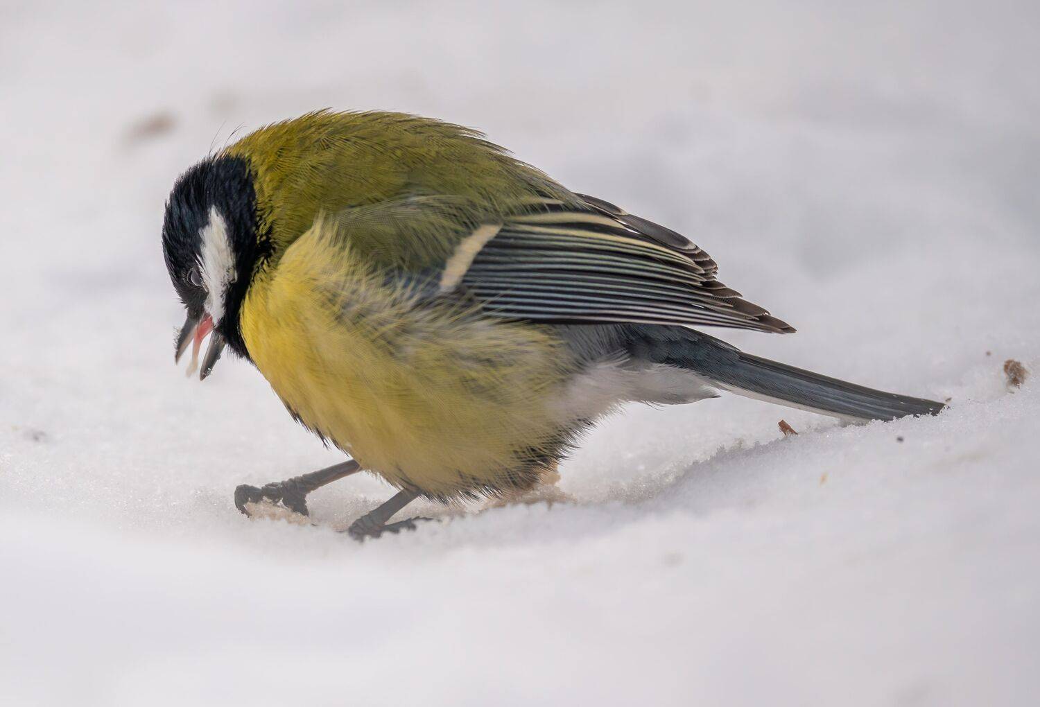 , Константин Дэм
