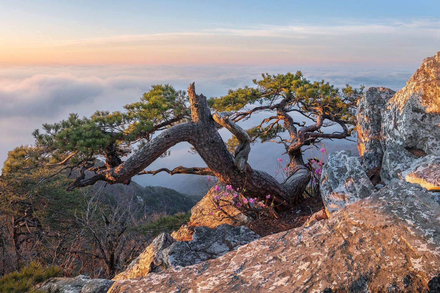 mountain, tree, nature, pine, clouds, Jaeyoun Ryu