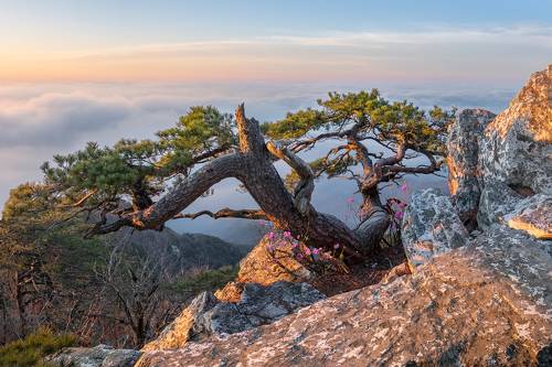 Spring of the emperor pine