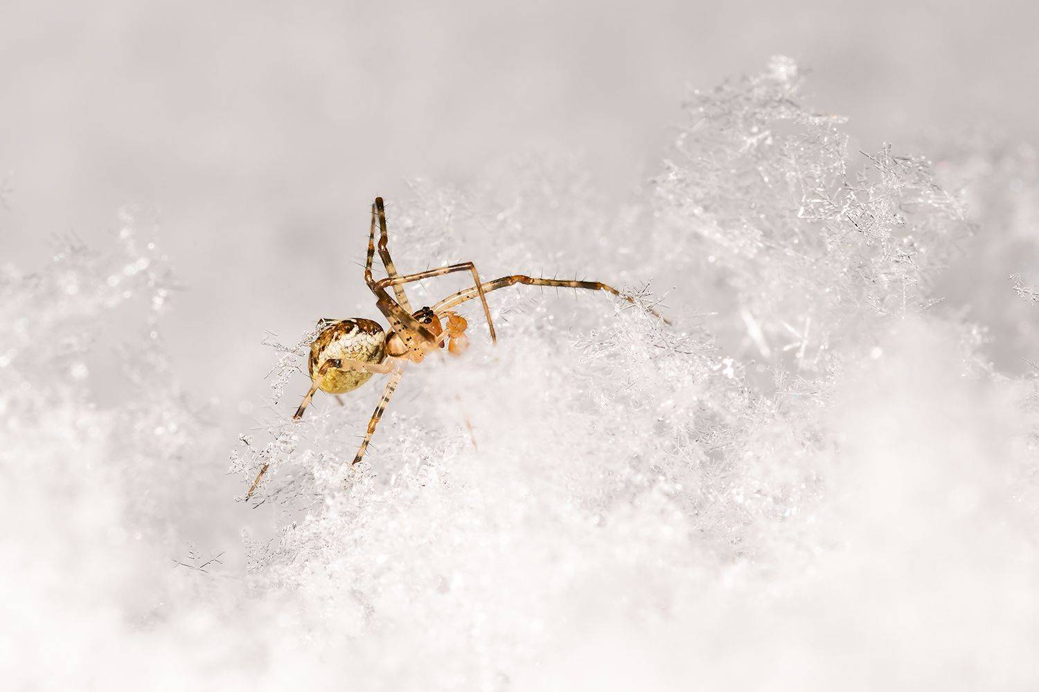 , Александр Абросимов