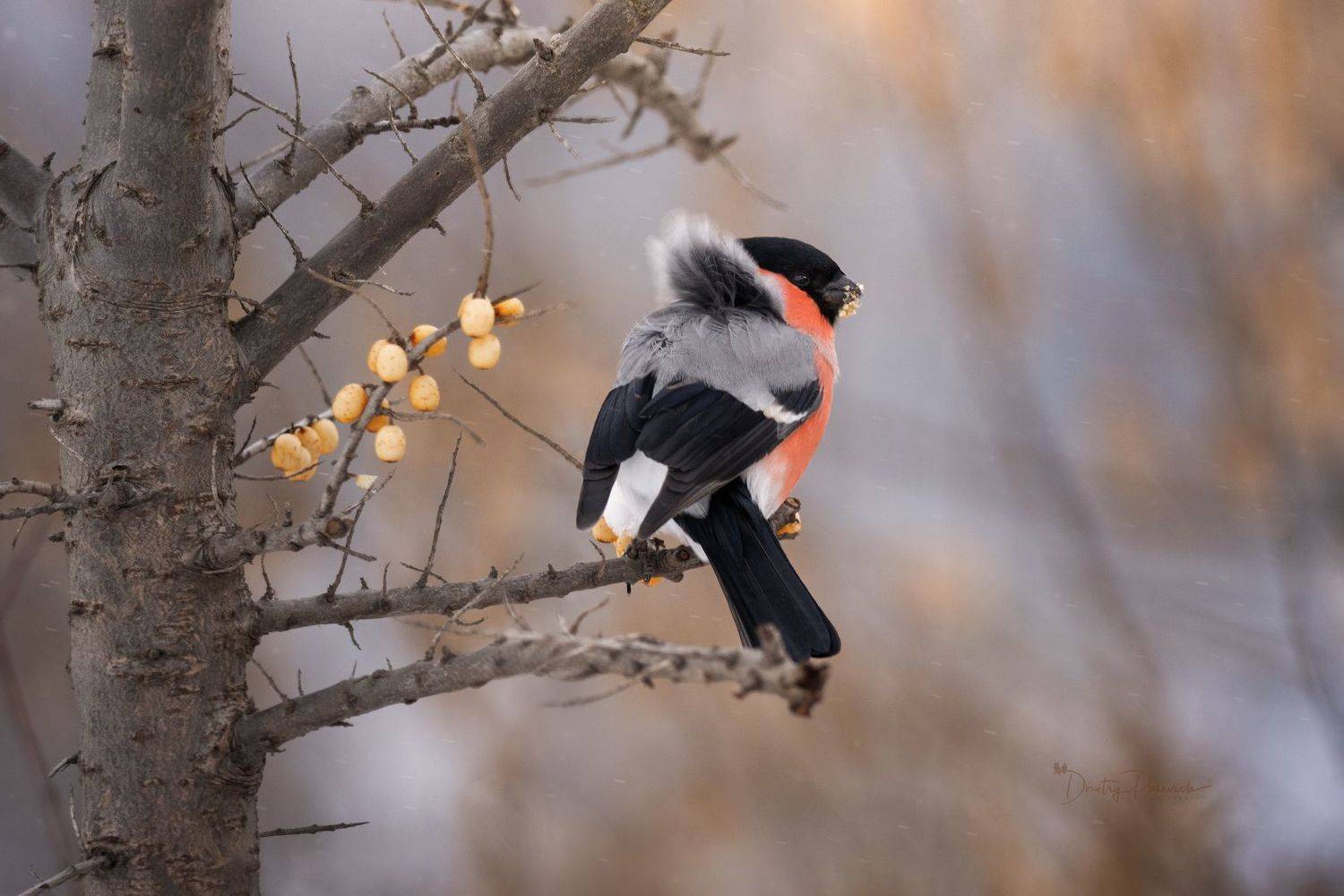 природа, лес, поля, огороды, животные, птицы, макро, Посевич Дмитрий