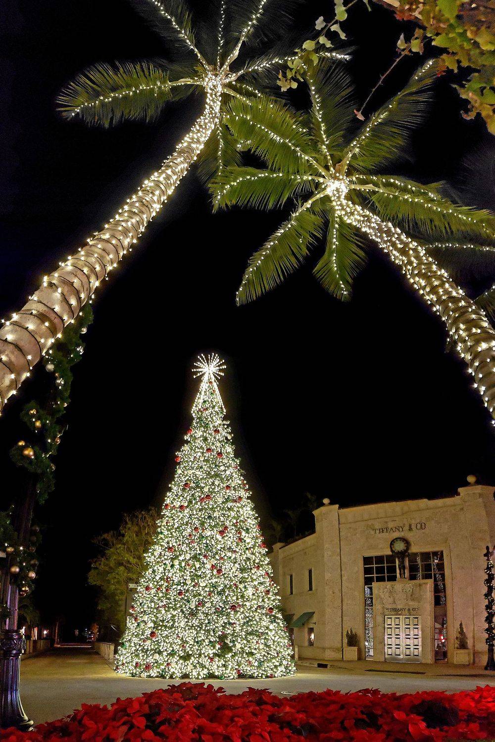 christmas, tree, new, year, roman, golubenko, palms, Роман Голубенко