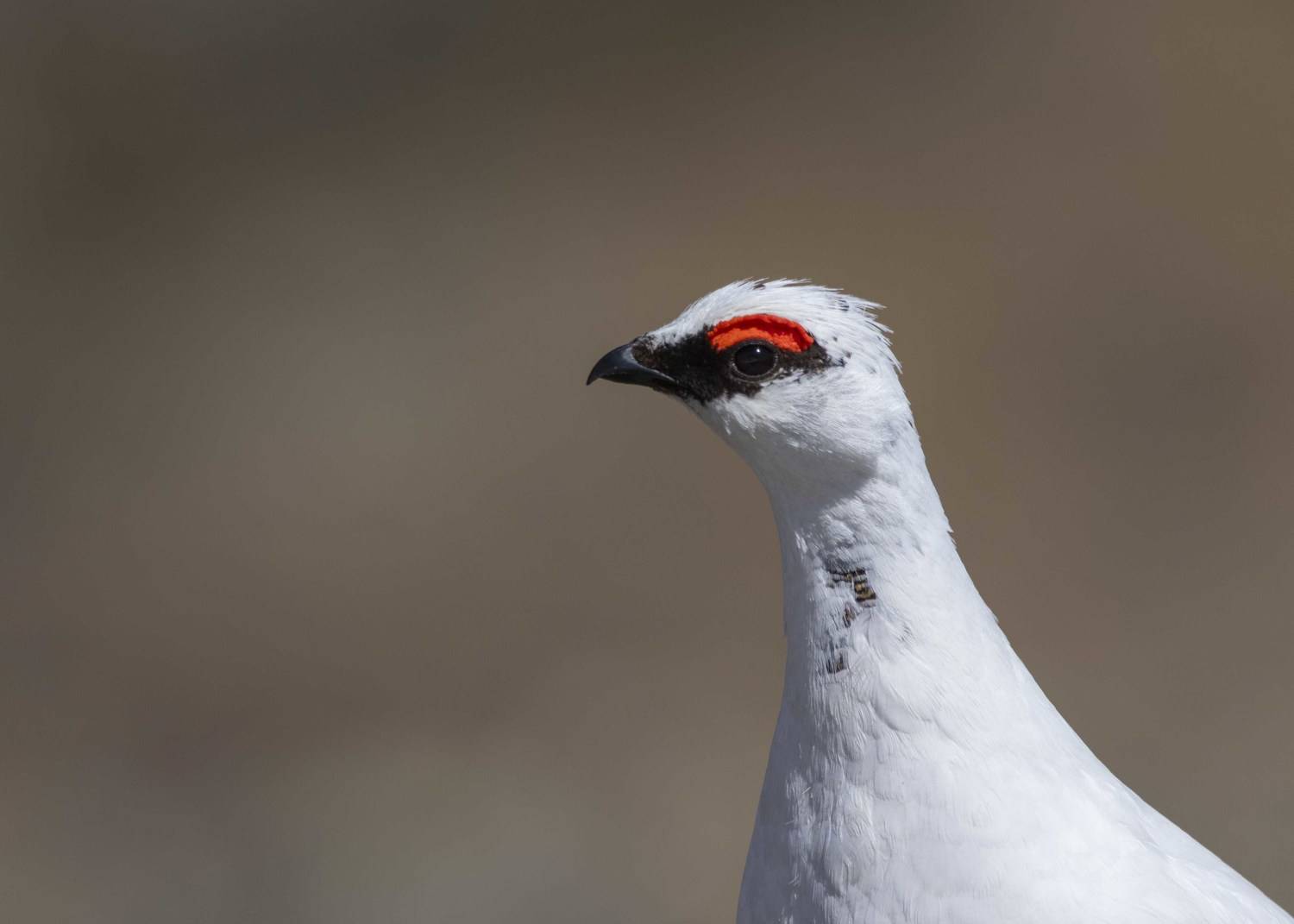 Куропатка Птица, Денис Жбир