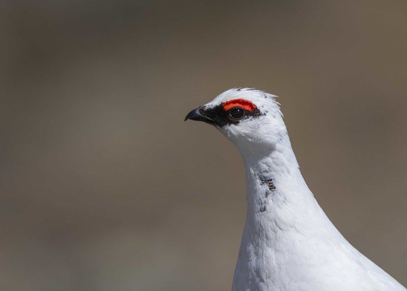 Куропатка Птица Тундряная куропатка фото превью
