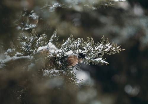 Подношения Крымской зимы.