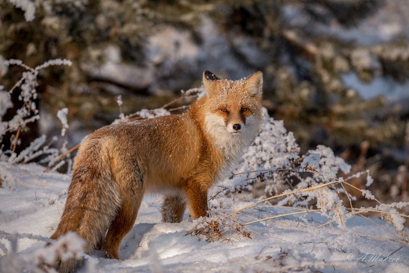 Рыжая фото превью