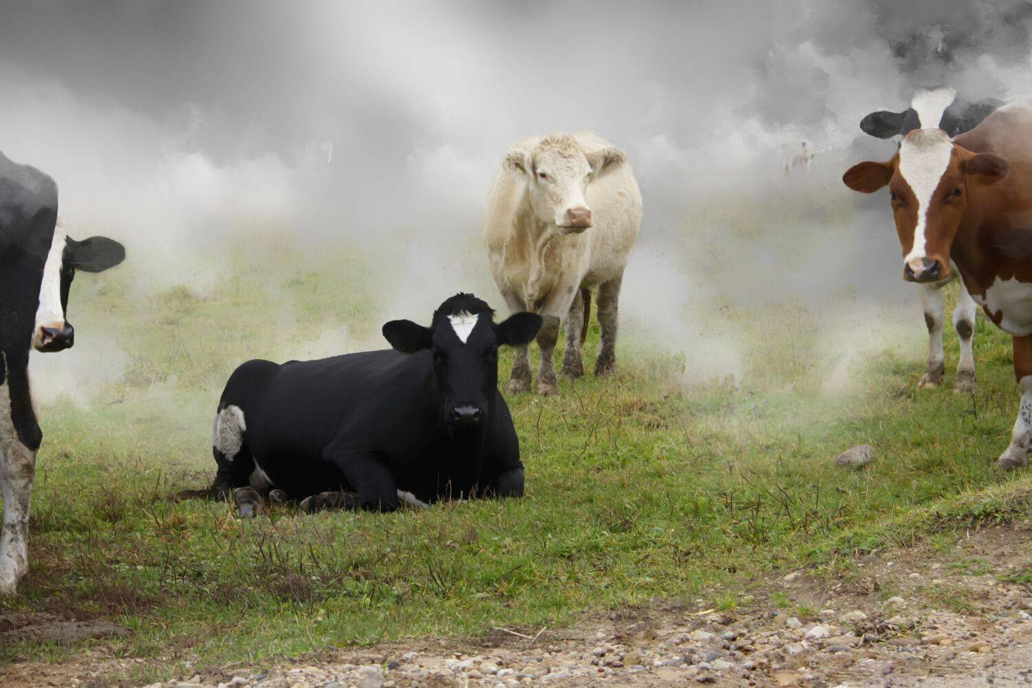 summer landscapes, animals, cows, nature, pastures, rural pastoral, idyll,, DZINTRA REGINA JANSONE